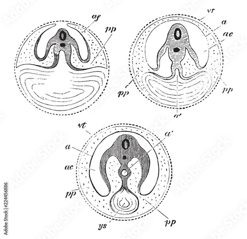 Development of the Yolk Sac, vintage illustration.