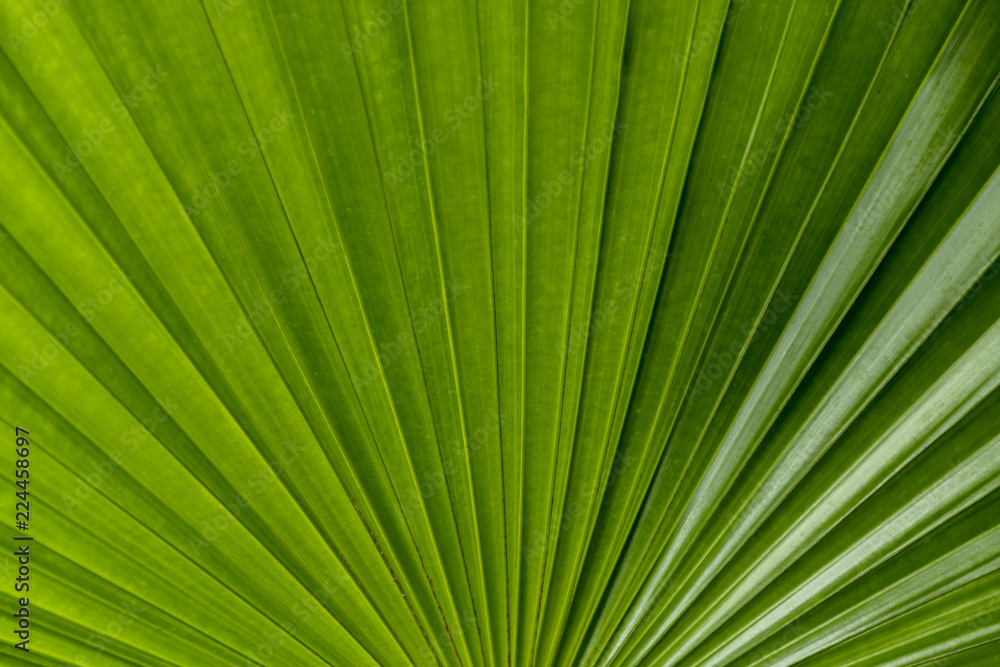 fresh green palm leaf. A detail of palm leaf texture background fresh green. fresh green palm leaf. A detail of palm leaf texture background fresh green.