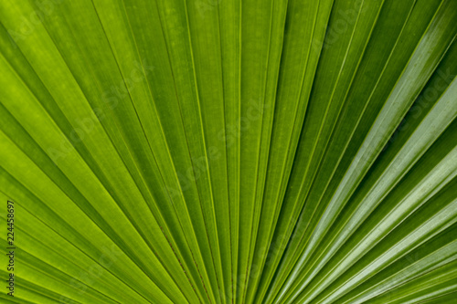 fresh green palm leaf. A detail of palm leaf texture background fresh green.