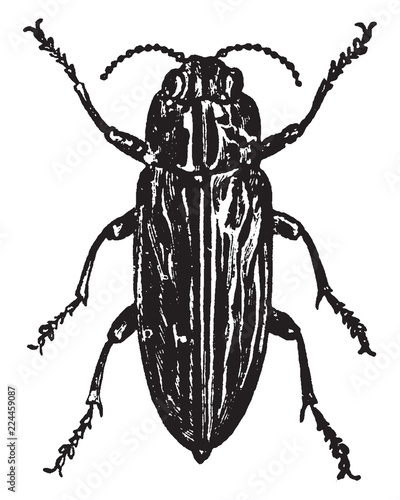 Wood boring Beetle, vintage illustration.