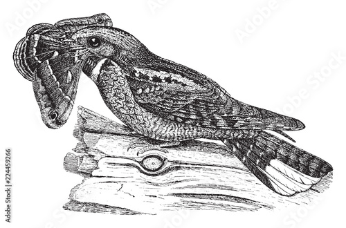 Whip poor will, vintage illustration.