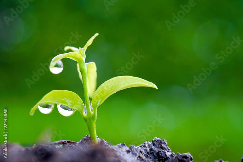 Growing seedlings for water and sunlight and growing in on fertile soil on natural green background