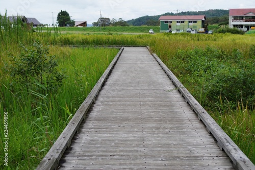 湿地地帯の木道