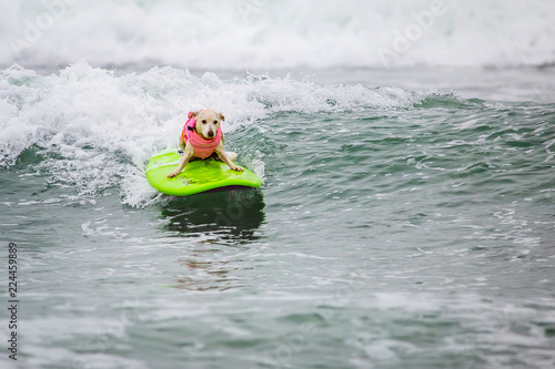 Surf Dog Surf-A-Thon