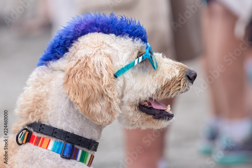 Photography Surf Dog Surf-A-Thon