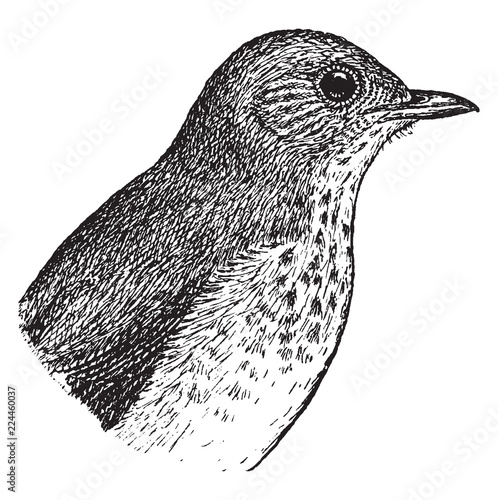 Wilson Thrush, vintage illustration.