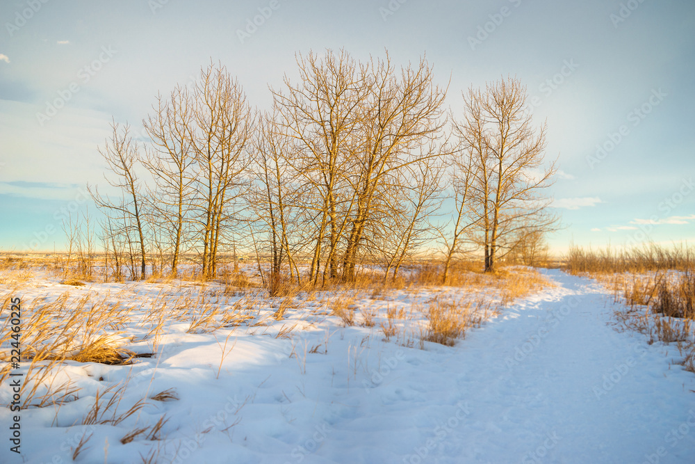 A stand of trees near a snowy path