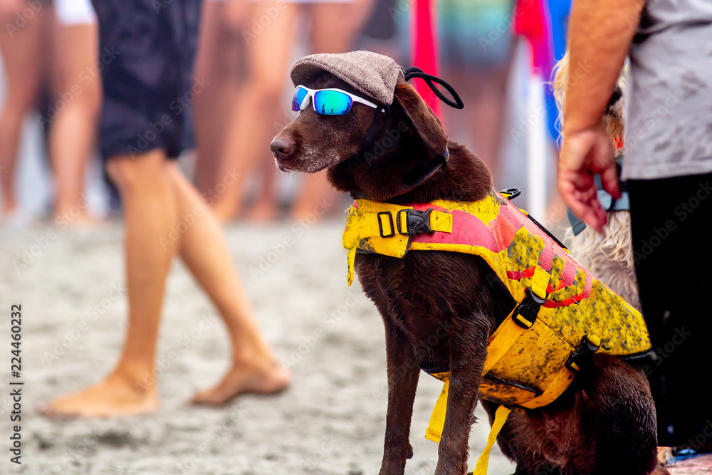Obraz premium Surf Dog Surf-A-Thon