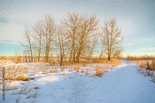A stand of trees near a snowy path
