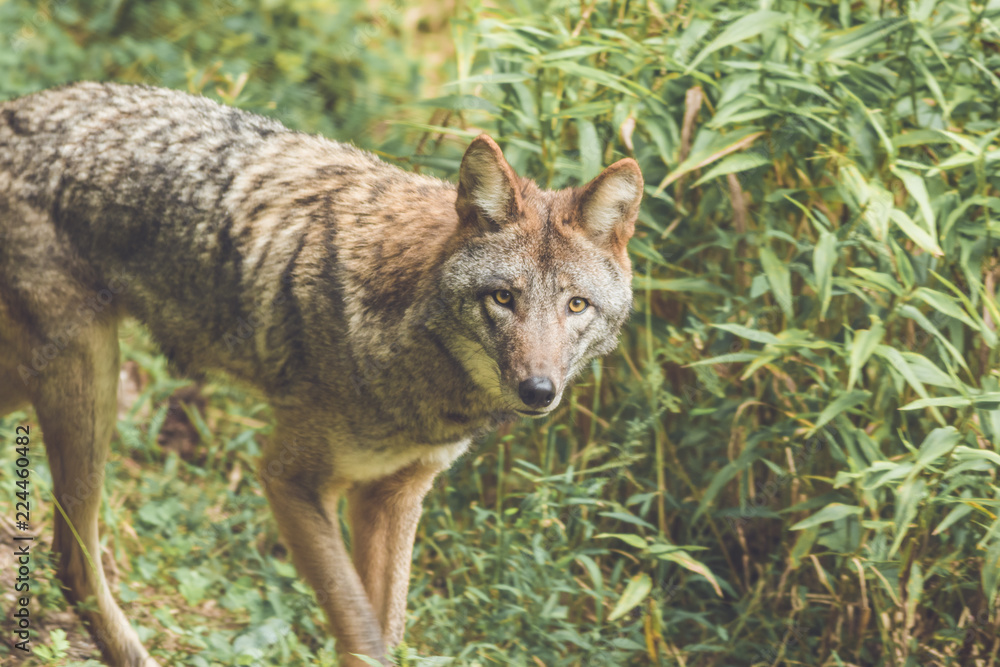Fototapeta premium Coyote (Canis latrans) peers through thick green forest canopy in early fall, vintage garden setting