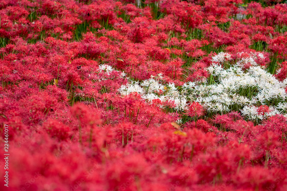 A cluster amaryllis at Gongendo Park in Satte City, Saitama Prefecture, Japan A cluster amaryllis at Gongendo Park in Satte City, Saitama Prefecture, Japan