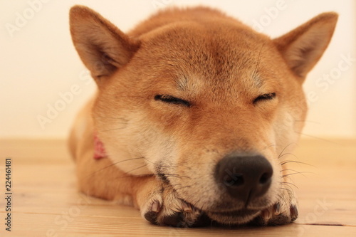寝ながら微笑み柴犬