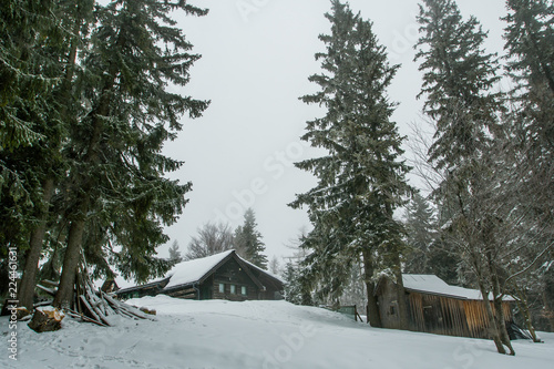 Heavy snow in pine forest, tree trunks in front of the cottage.