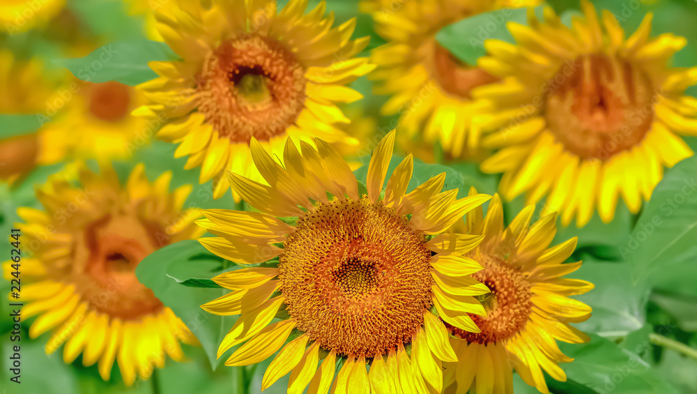 ヒマワリの花 ヒマワリの花
