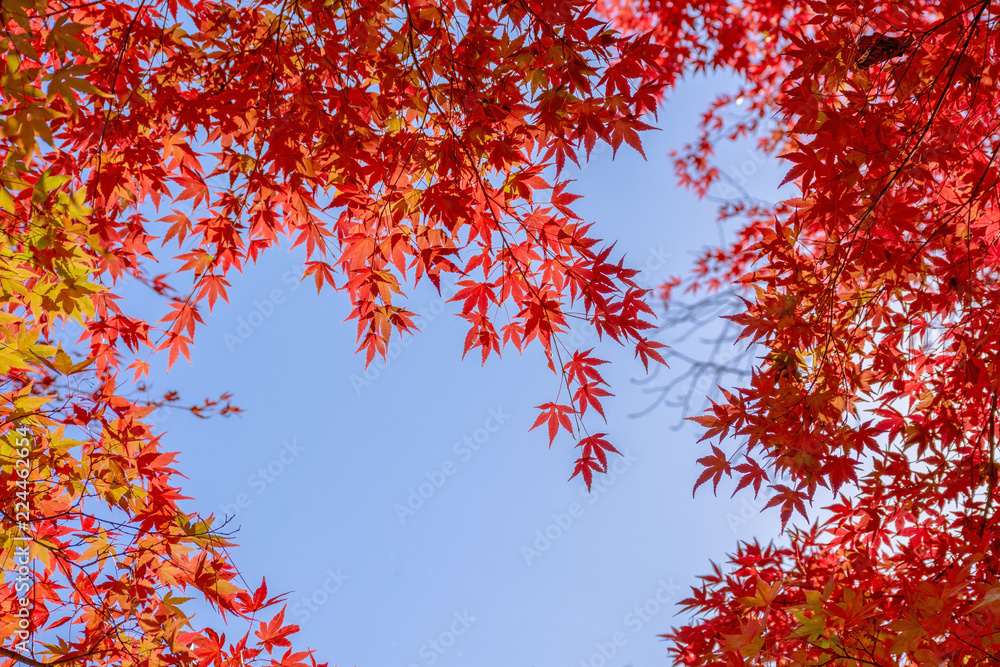 Red maple leaves in autumn season with blu sky Red maple leaves in autumn season with blu sky