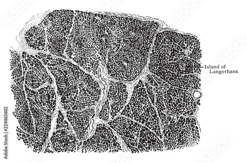 Section of Pancreas Showing Arrangement of Lobules, vintage illustration.