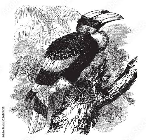 Concave Casqued Hornbill, vintage illustration.