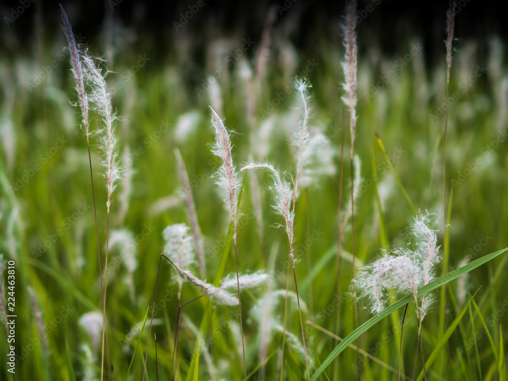 A field of tall grass.And green grass. A field of tall grass.And green grass.