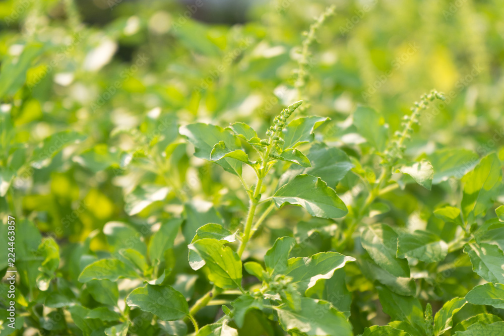 Obraz premium Fresh sweet basil. Aromatic culinary herbs basil.