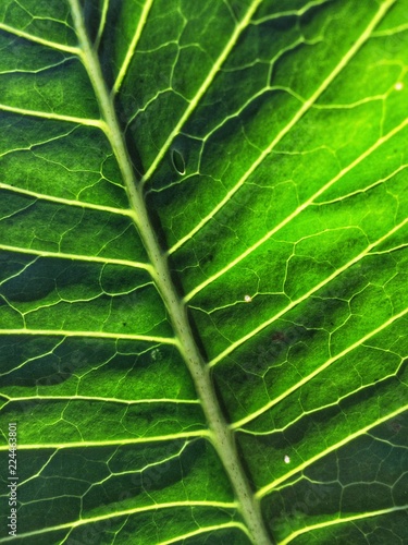 Green leaves texture