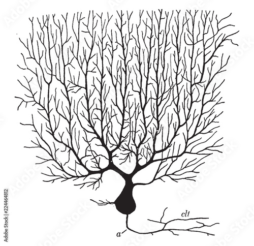 Purkinjean Cell from Cerebellum, vintage illustration