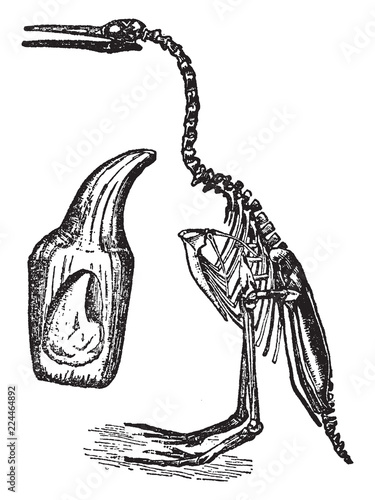 Hesperornis, vintage illustration.