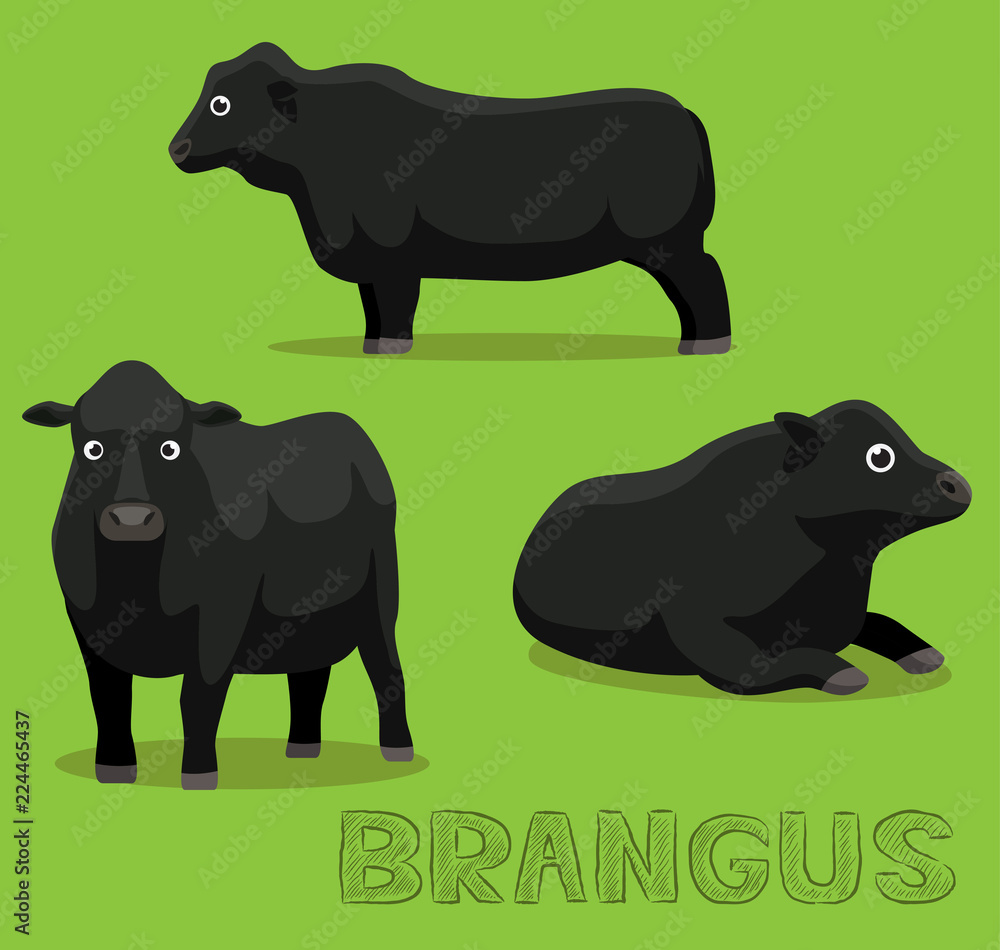 Obraz premium Cow Brangus Cartoon Vector Illustration