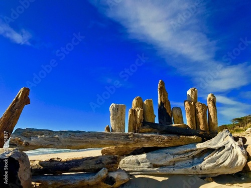 Beach Logs