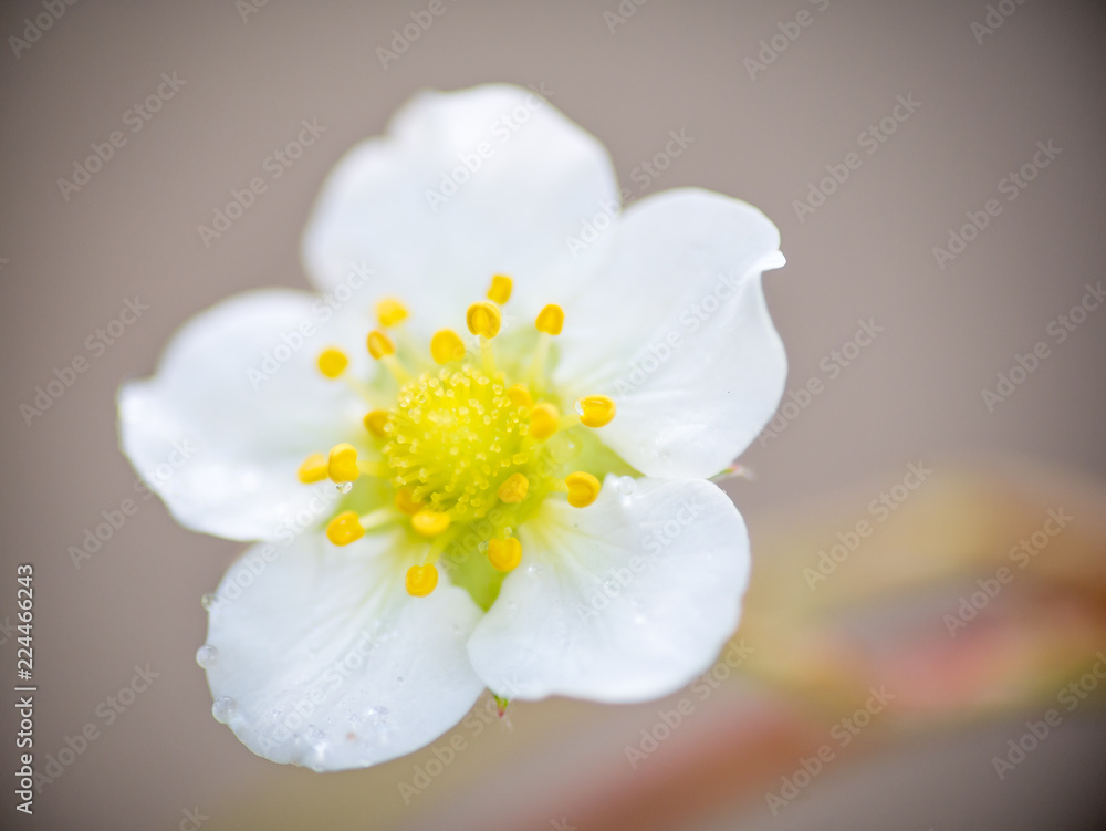 Stryberry flowers are fresh with drops on the tree. Stryberry flowers are fresh with drops on the tree.