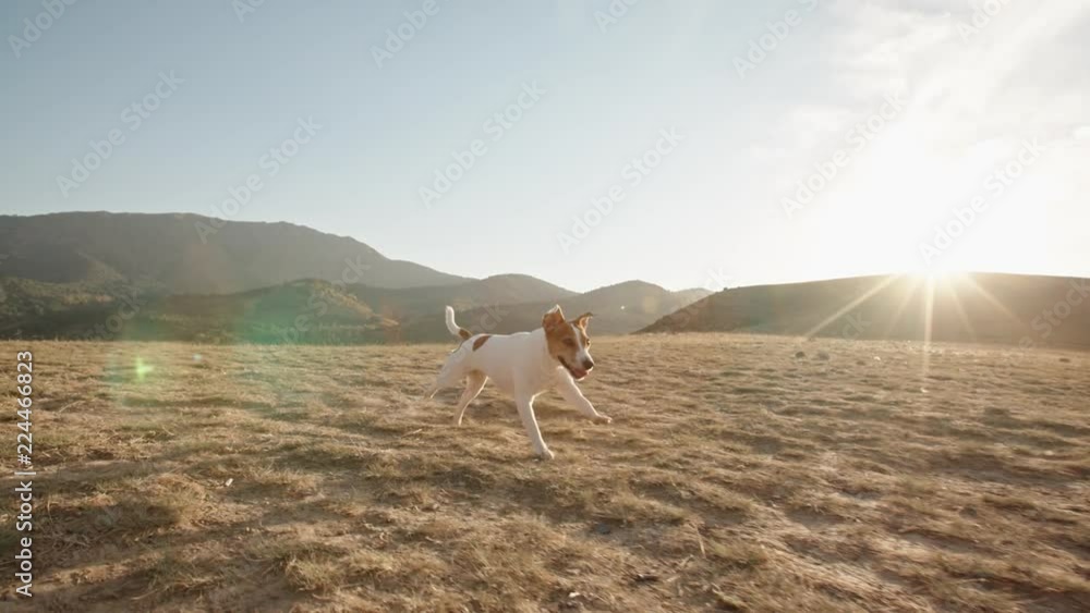 Dog running in grass. Cute little jack russel dog running across meadow ...