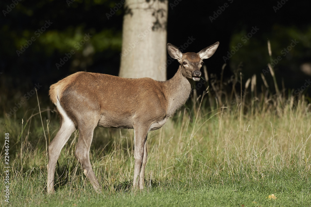 Red deer (Cervus elaphus) Red deer (Cervus elaphus)
