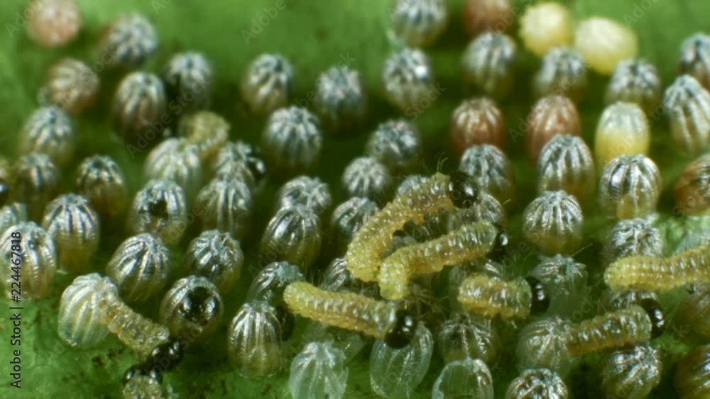 Hatching eggs of the Gulf fritillary, (Agraulis vanillae). A heliconid