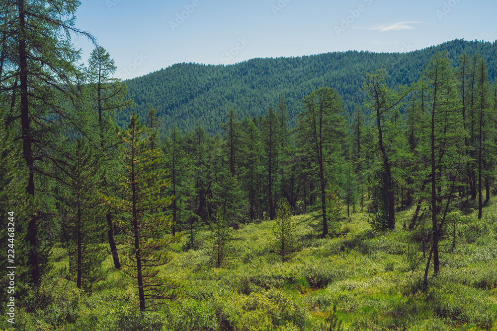 Coniferous forest in highlands. Larches on meadow against giant mountain with forest cover. Conifer trees on hill among rich vegetation. Amazing atmospheric landscape. Coniferous forest in highlands. Larches on meadow against giant mountain with forest cover. Conifer trees on hill among rich vegetation. Amazing atmospheric landscape.