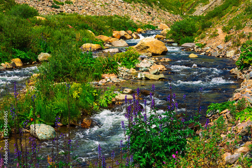 Group beautiful purple and pink flowers and rich vegetations grows near mountain creek. Fast water stream of creek among stones in bright sunlight. Amazing green landscape of unusual Altai nature.