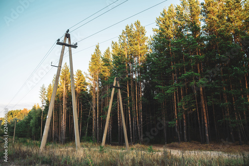 Fotografie Power lines in glade along conifer trees in sunlight