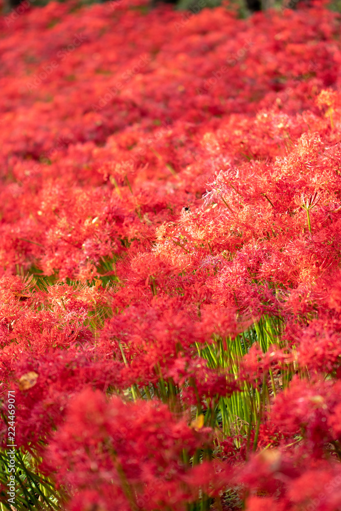 A cluster amaryllis at Gongendo Park in Satte City, Saitama Prefecture, Japan A cluster amaryllis at Gongendo Park in Satte City, Saitama Prefecture, Japan
