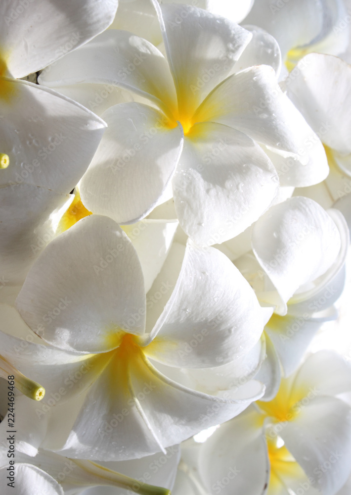 Fresh white frangipani flowers with drops of water. Fresh white frangipani flowers with drops of water.