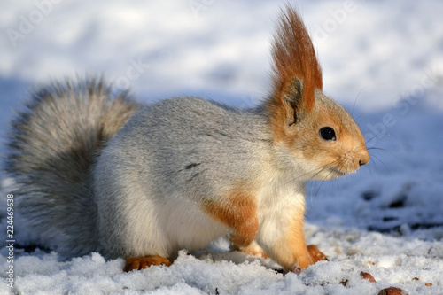 red squirrel © Павел Кочубеев