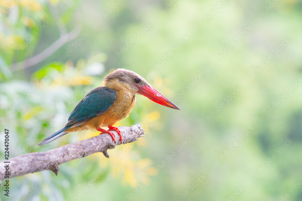Fototapeta premium Stork-billed Kingfisher