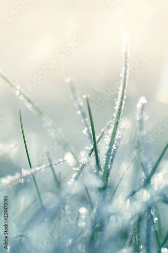 Grass in the frost. Frost on the grass in the morning sun.Winter natural background in cold blue tones. Grass background in gentle pastel colors.November and December. Late Autumn. Winter time