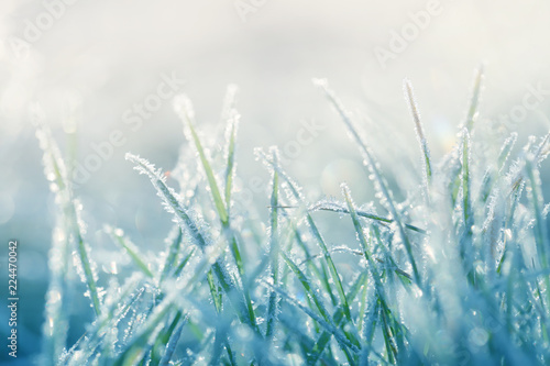 Grass in the frost. Frost on the grass in the morning sun.Winter natural plant background in cold blue tones. Grass background in pastel colors.November and December. Late Autumn. Winter time