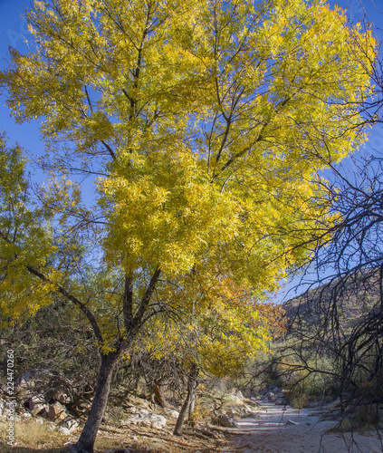 Yellow Cottonwood Trees