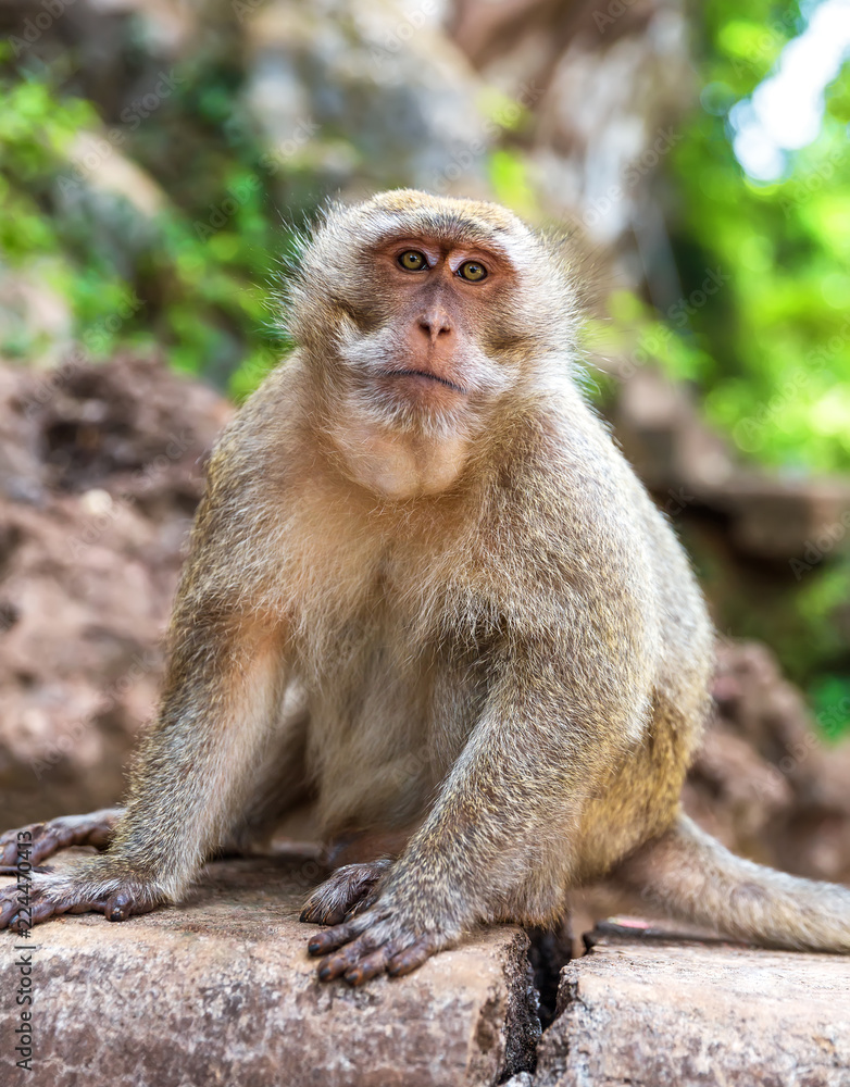Adult monkey sit in the forest Adult monkey sit in the forest