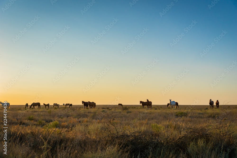 Wild Horses at sunrise n steppe in Kazakhstan. 