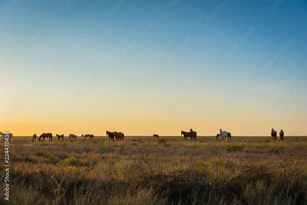 Wild Horses at sunrise n steppe in Kazakhstan. Wild Horses at sunrise n steppe in Kazakhstan.
