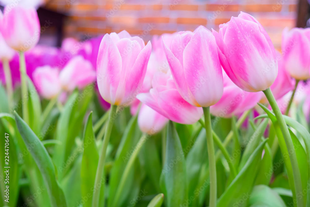Beauty tulips in garden.