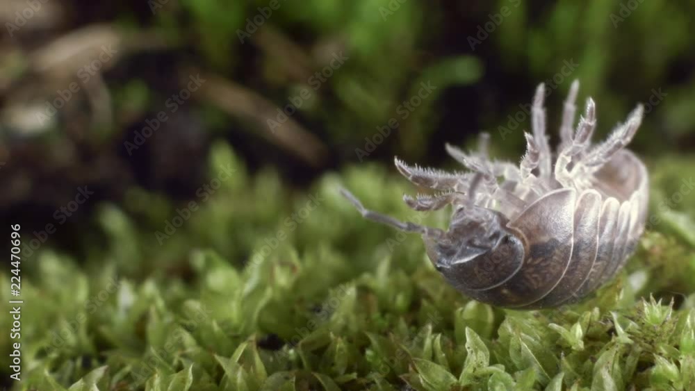 Pill woodlouse or pill bug (Armadilliidium sp.) on its back. These