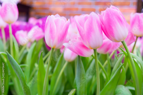 Beauty tulips in garden.
