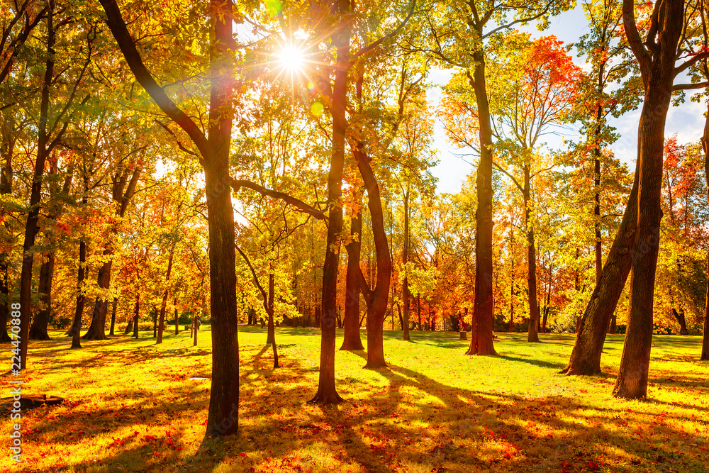 Fototapeta premium Beautiful fall background