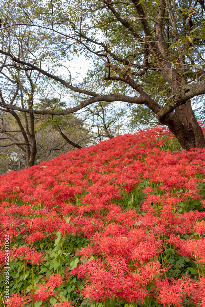 A cluster amaryllis at Gongendo Park in Satte City, Saitama Prefecture, Japan